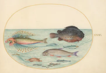 Plate 24: Flying Swallow Gurnard, Male Lumpsucker, Longspine Snipefish, and Other Fish