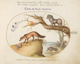 A Cross Fox, a Hyena/Baboon, a 