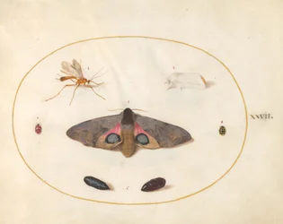 Plate 27: Two Moths, Two Chrysalides, and Other Insects