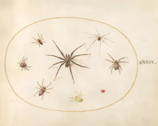 Eight Spiders (Plate 39)