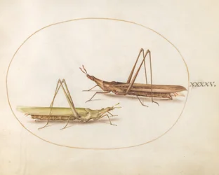 Plate 45: Two Long-Headed Grasshoppers (?)