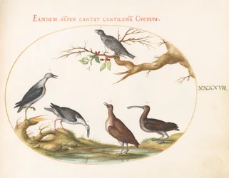 Shore Birds with a Perching Bird (Plate 47)