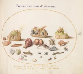 Murex Mollusks, Shells, Hermit Crabs, a Slug, Insects, and Other Sea Life (Plate 51)