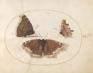 Plate 6: Two Views of a Mourning Cloak Butterfly with a Comma Butterfly