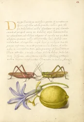 Wart-Biter, Grasshopper, Hyacinth, and Almond