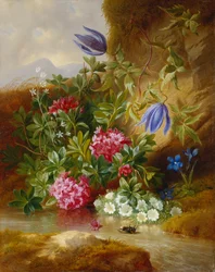 Alpine Flower