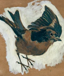 Sparrow