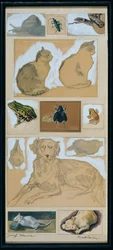 Animal Studies (12 Sketches)