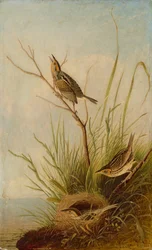 Sharp-Tailed Finch, 1831-1833.