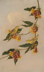 Yellow Warbler