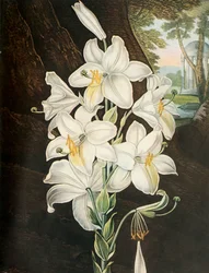 The White Lily, c1800, 1948
