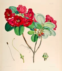Rhododendron thomsonii
