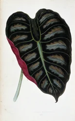Leaf of Alocasia Metallica