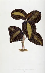 Leaf of Anoectochilus Xantophyllus