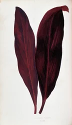 Leaf of Dracaena Ferrea in 