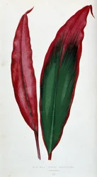 Leaf of Dracaena Ferrea Versicolor. Botanical Board in 