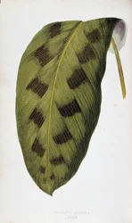 Leaf of Maranta Pardina. Botanical Board in 