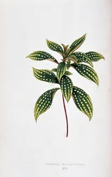 Leaf of Sonerila Margaritacea