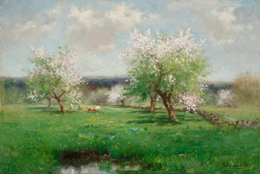 Apple Orchard