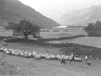 A farmer, a boy and two dogs herd a flock of sheep through a field, lake and hills in the background