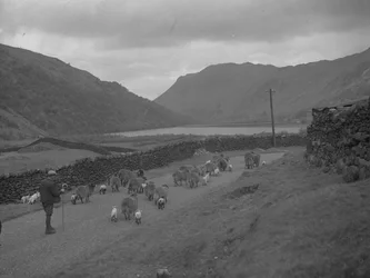 A farmer herds a flock of sheep and lambs along a road, lake and hills in the background