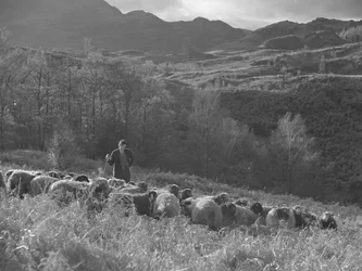 A farmer stands looking at his flock of sheep, hills in the background