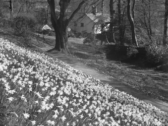 A Host of Daffodils on a Hillside, in the Background are Buildings