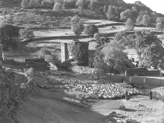 A large flock of sheep being herded into the centre of a field by a group of people, in the background what may be a farm