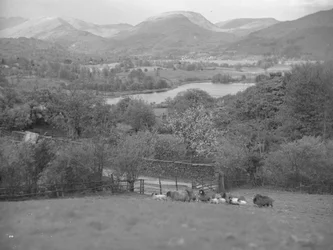 A view of sheep grazing in a field with lambs, in the background a lake, fells and woodland