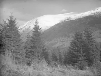 Christmas trees growing with snow-covered hills behind