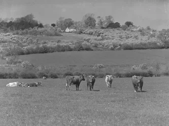Cows in a Field