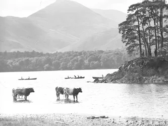 Cows standing in shallows at Thirlmere with lake, rowing boats and hills behind
