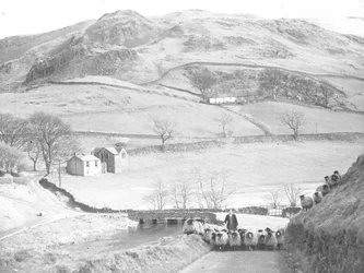 Flock of Sheep Being Driven Down Road