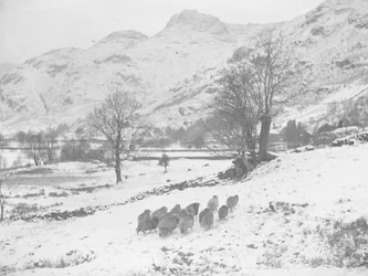 Flock of sheep in the snow at Langdale