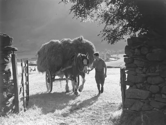 Horse pulling loaded Hay Cart through Gate