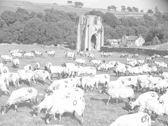 Sheep grazing in front of Shap Abbey