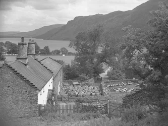 Sheep at a farm, lake and hills in background