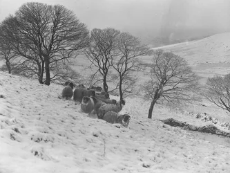 Sheep huddled in heavy winter snow in hills