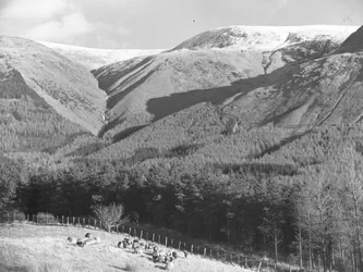 Sheep in field next to conifer plantation with hills in background