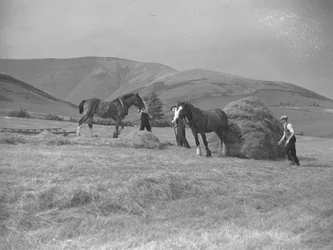 Two horses pulling sledges