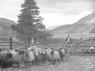 Two shepherds with a flock of sheep and Thirlmere behind