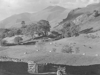 View across fields to farm at Thirlmere with sheep and cows