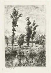 Trees by a Ditch