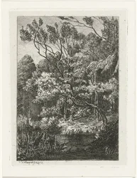 Forest View