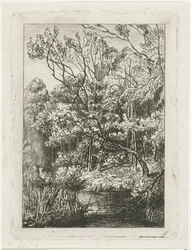 Forest View