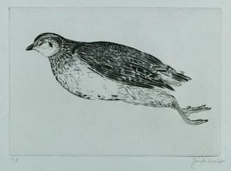 Dead Partridge (engraving)