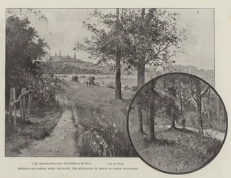 Churchyard Bottom Wood, Highgate