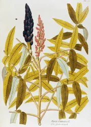 Elm-leaved sumach or Sicilian sumac (Rhus coriaria) from Icones plantarum medicinalium, Vienna