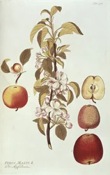 Pyrus Malus