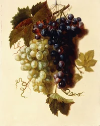 Bunches of Green and Red Grapes suspended from a Rope